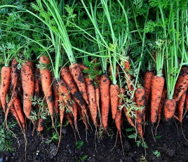 carottes bio
