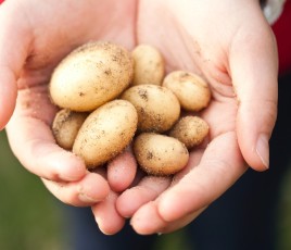 pomme de terre