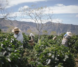 Nespresso Professionnel Bio Peru Producteur
