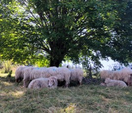 Arbre champs avec moutons ferme