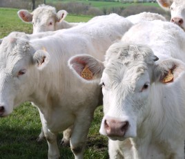 vaches génisses charolaises 