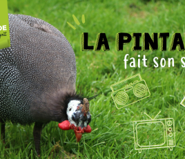 pintade show 2