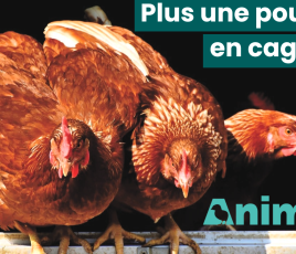 Poule