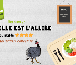 pintade alliée collective