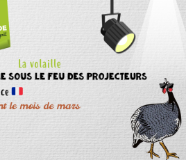 pintade feu des projecteurs