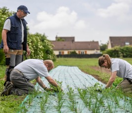 personne dans un champs en train de cultiver des légumes
