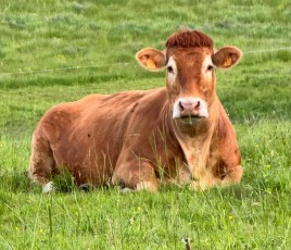 vache paisible dans un pré