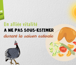 pintade alliée vitalité