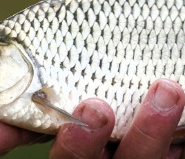 Poisson frais dans la main d'un pêcheur