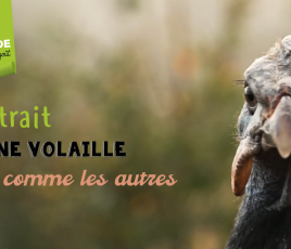 Volaille pas comme les autres 