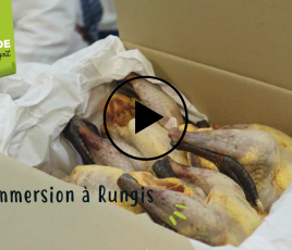 Immersion à Rungis pintade