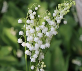 Muguet