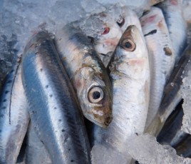 makamuki0-sardines-pixabay