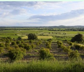 campagne champs