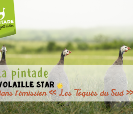 volaille star 