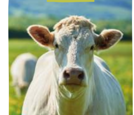 Une vache blanche vio