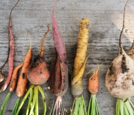 carottes 