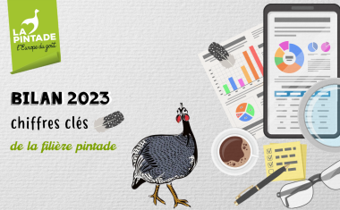 Bilan 2023 pintade