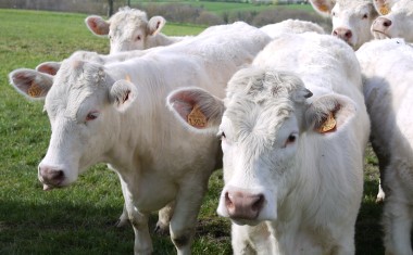 vaches génisses charolaises 