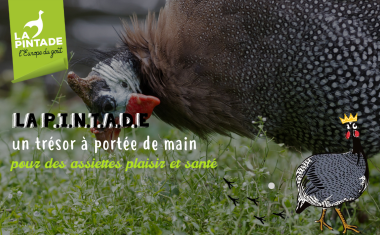 La pintade trésor