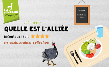 pintade alliée collective