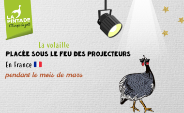 pintade feu des projecteurs