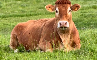 vache paisible dans un pré