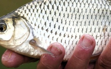 Poisson frais dans la main d'un pêcheur