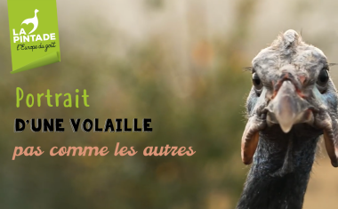 Volaille pas comme les autres 