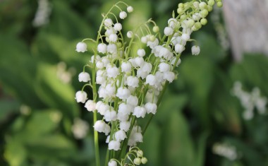 Muguet