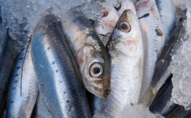 makamuki0-sardines-pixabay