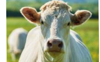 Une vache blanche vio