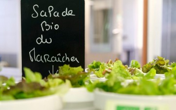 salade bio cantine scolaire
