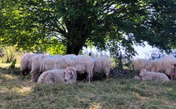 Arbre champs avec moutons ferme