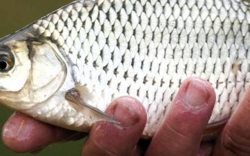 Poisson frais dans la main d'un pêcheur