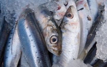 makamuki0-sardines-pixabay