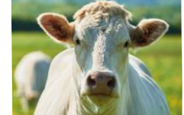 Une vache blanche vio