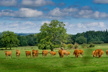 BEAUVALLET (c) Jean-Christophe Dupuy