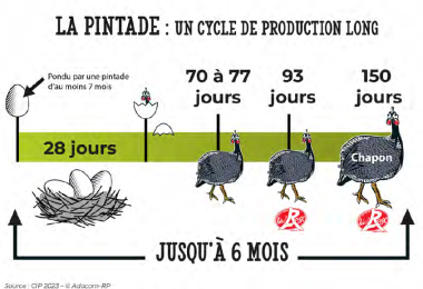 Cycle de production Pintade