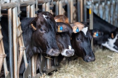 BK AURILLAC VACHES BRUEL_BD_CR G LAVIGNE.jpg 