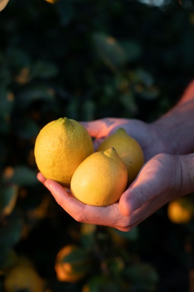 CITRON bio d Andalousie Transgourmet Origine