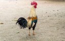 Poulet