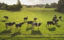 Vaches dans un près