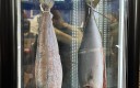Deux poissons pendus derrière une vitrine