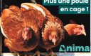 Poule