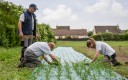 personne dans un champs en train de cultiver des légumes