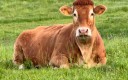 vache paisible dans un pré