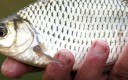 Poisson frais dans la main d'un pêcheur