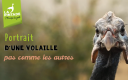 Volaille pas comme les autres 
