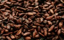 Cacao